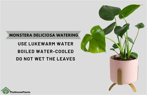 moisture meter monstera deliciosa|monstera deliciosa watering instructions.